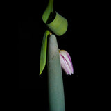Chakrubs Indian Jade Slim Crystal Dildo with a soft flower and green leaves on a dark background.